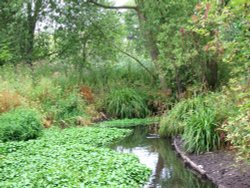 Morden Hall Park Wallpaper