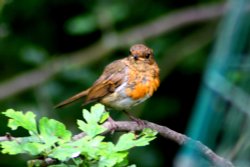 Juvenile Robin.