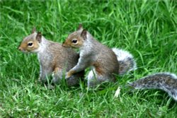 Squirrel Wrestling Match (7)