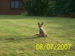 Young fox waiting for breakfast Wallpaper