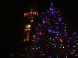 Sheffield tree outside the Town Hall in November 2005 Wallpaper