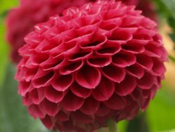 Dahlia, Steeple Claydon allotments, Bucks. Wallpaper