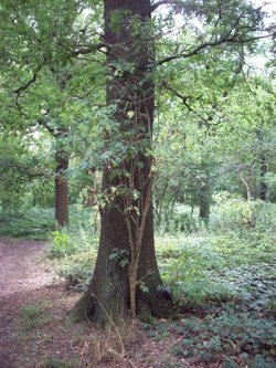 Horsenden Hills