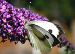 Butterflies-Large White.