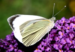 Butterflies-Small White. Wallpaper