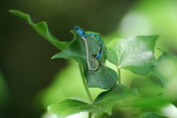 Common Blue Damselflies mating