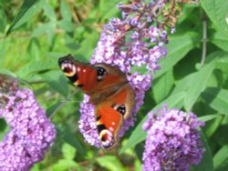 Peacock Butterfly Wallpaper