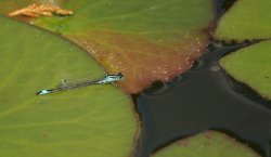 Resting dragonfly, Jubilee Lake, Steeple Claydon, Bucks Wallpaper