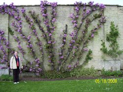 Judas Tree Wallpaper