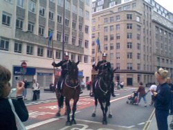 Police horses Wallpaper