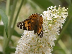 Painted Lady butterfly, Steeple Claydon, Bucks. Wallpaper