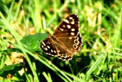 Butterflies-Speckled Wood Butterfly. Wallpaper