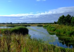 The wetlands Wallpaper