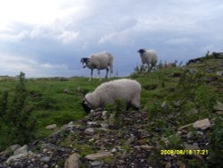 Rams at Tan Hill