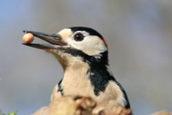 Woodpecker - with a liking for peanuts. Wallpaper