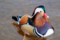 Mandarin Duck Wallpaper