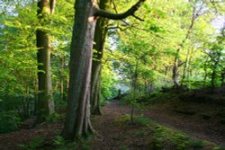 Knowle Green Woods Wallpaper