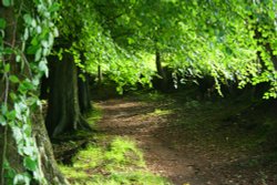 Woods at Knowle Green Wallpaper