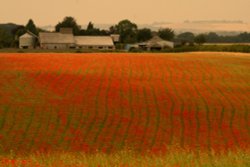 Field of Dreams (Poppies) Wallpaper