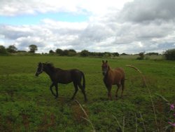 Horses Wallpaper