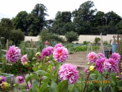 The Allotments Wallpaper