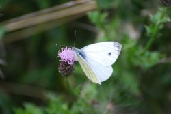 Female Large White butterfly Wallpaper