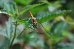 Common Darter