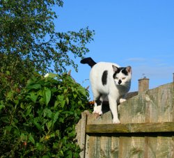 A visitor to our garden