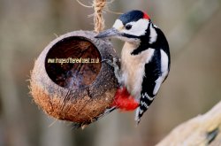 Woodpecker in the New Forest Wallpaper