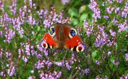 Peacock Butterfly Wallpaper