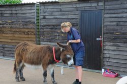 Donkey Sanctuary - Sidmouth Wallpaper