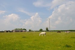 Donkey Sanctuary and field Wallpaper