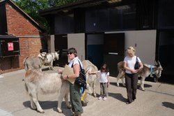 Donkey Sanctuary and people petting the donkeys Wallpaper