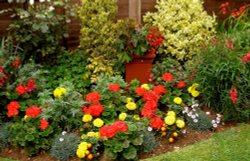 Garden Flowers