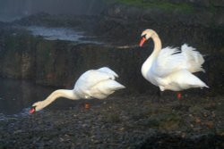 Swans at Keyhaven Wallpaper