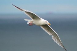 Herring Gull Wallpaper