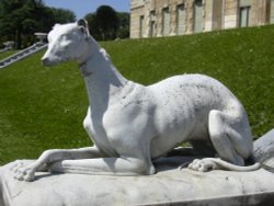 Greyhound