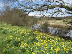 Attingham Park in Spring