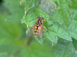 Hoverfly.....heliophilus trivittatus Wallpaper