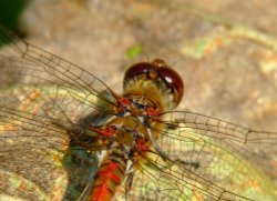 Common darter dragonfly......sympetrum striolatum