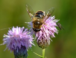 Drone fly mimic........myathropa florae Wallpaper