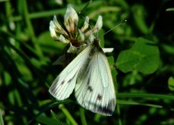 Large white butterfly (female).......pieris brassicae Wallpaper