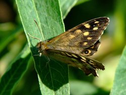 Speckled wood butterfly......pararge aegaria Wallpaper