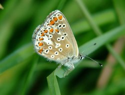 Brown Argus.......aricia agestis (female)