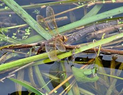 Brown hawker dragonfly (female).....aeshna grandis