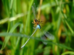 Spider and damselfly 1 Wallpaper