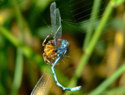 Spider and damselfly 3 Wallpaper