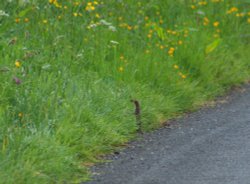 Stoat Wallpaper