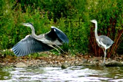 A pair of Herons.