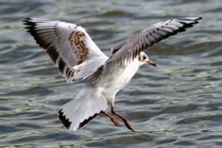 Blackhead Gull Juvenile Wallpaper